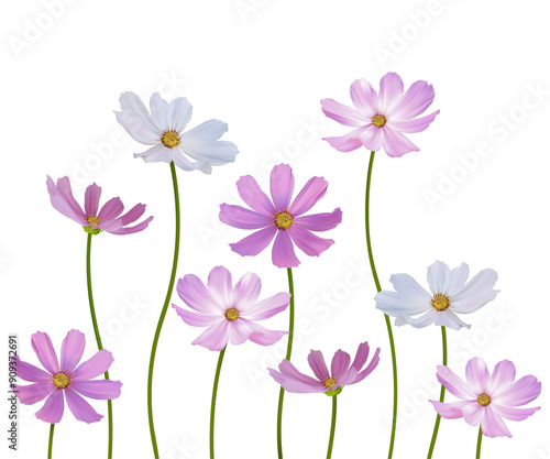 Cosmos flower. Wild flowers. Set of beautiful flowers on white background. Pink. Purple. White. Mexican aster. Blooming. Isolated.