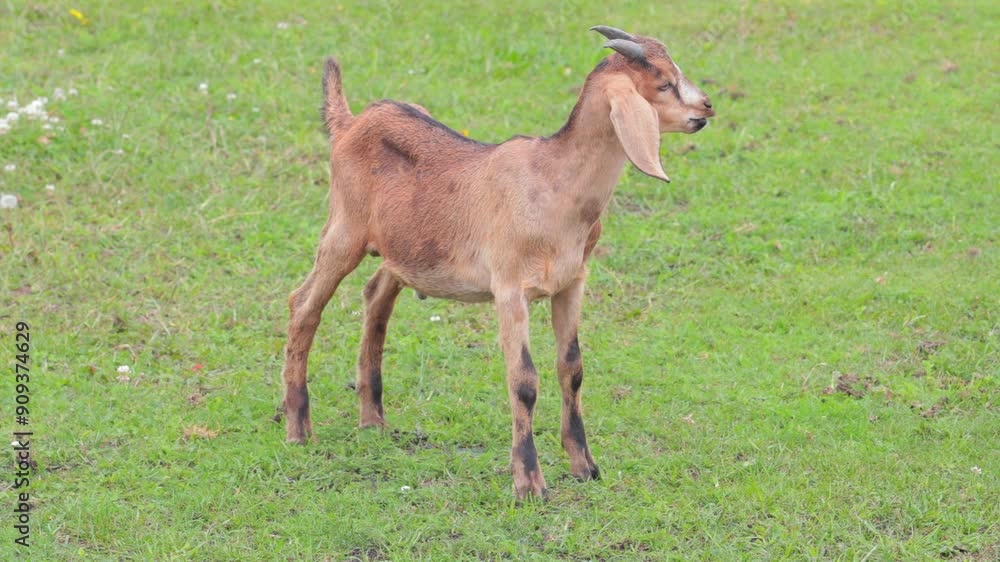Goats and kids in a zoo and landscape park on a summer day Goats and kids in a zoo and landscape park on a summer day