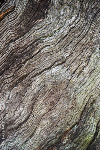 Close-up of rough tree bark with diagonal wavy line patterns for background. Grey oak bark texture, abstract natural background