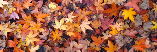 Autumn leaves in shades of orange and red