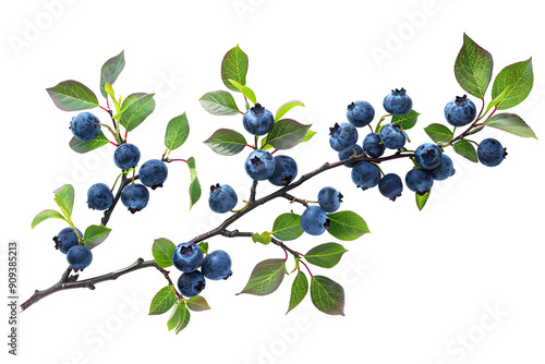 Blueberry branch with berries and leaves isolated on transparent background. PNG, cutout. Ripe, sweet seasonal fruits berry clipart.