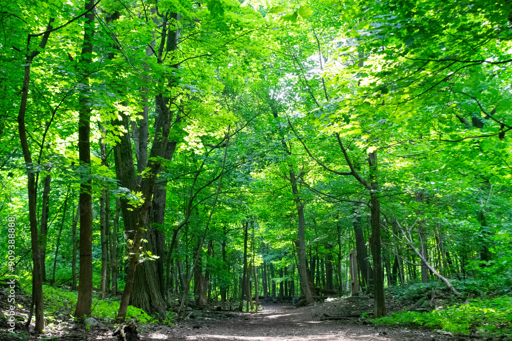 Fototapeta premium Forest path landscape