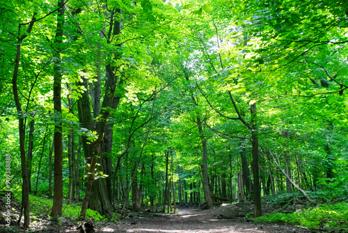 Forest path landscape