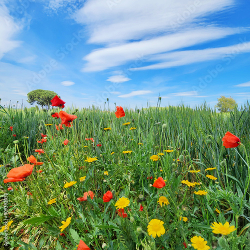  Scarlet poppies and yellow chamomile among ripening wheat against the blue spring sky. Flowers and grass. Sunny, beautiful day.