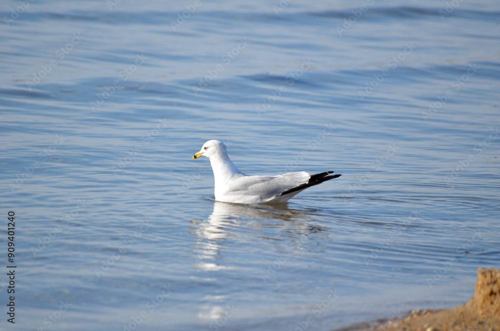 Ring-Billed Seagull swimming in the ocean with reflection off water
Ring-Billed Seagull swimming in the ocean with reflection off water
