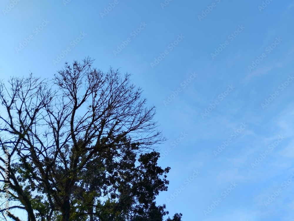 View of trees and clear blue sky during the day View of trees and clear blue sky during the day