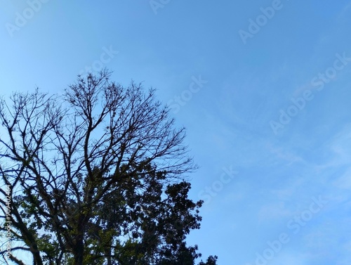 View of trees and clear blue sky during the day 