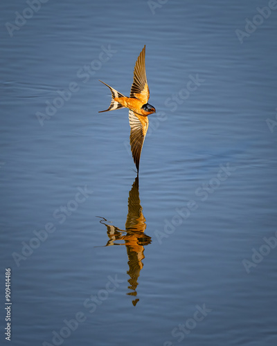 Barn swallow in flight
