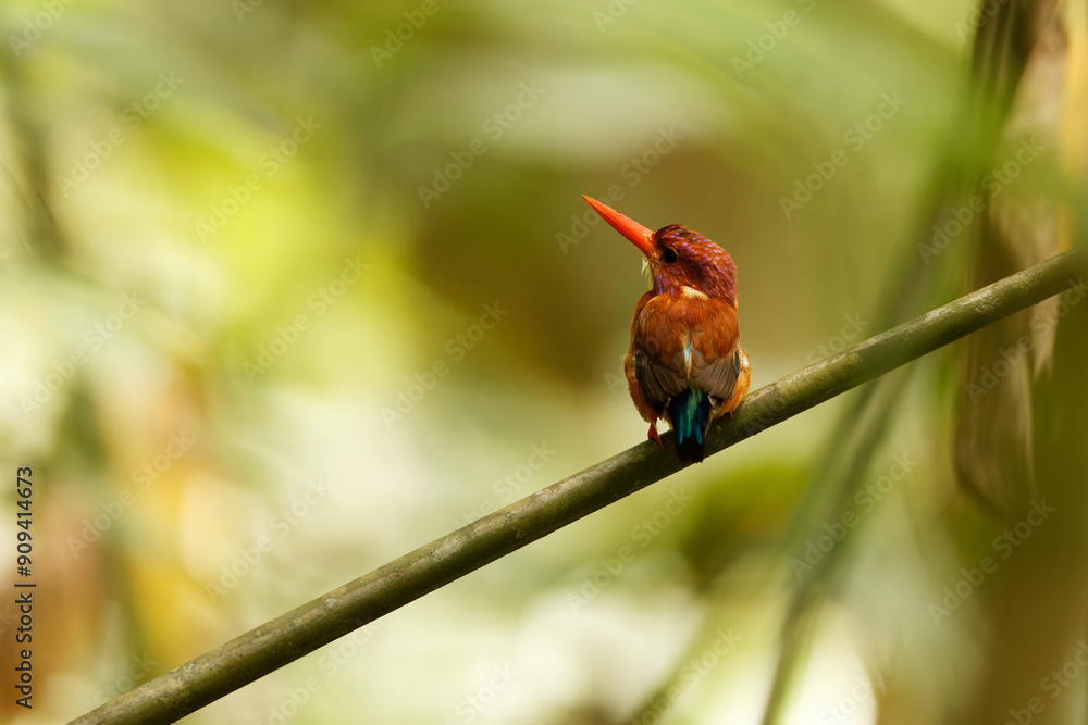Φωτογραφία The Sulawesi dwarf kingfisher (Ceyx fallax) is a species of bird in the family Alcedinidae that is endemic to Sulawesi island, Indonesia