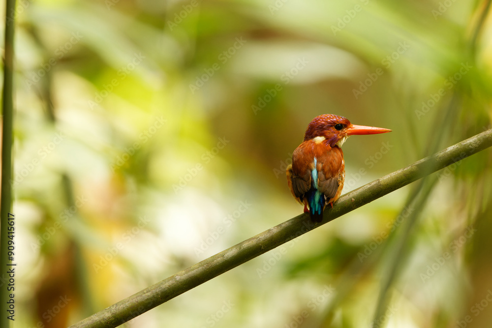 Φωτογραφία The Sulawesi dwarf kingfisher (Ceyx fallax) is a species of bird in the family Alcedinidae that is endemic to Sulawesi island, Indonesia
