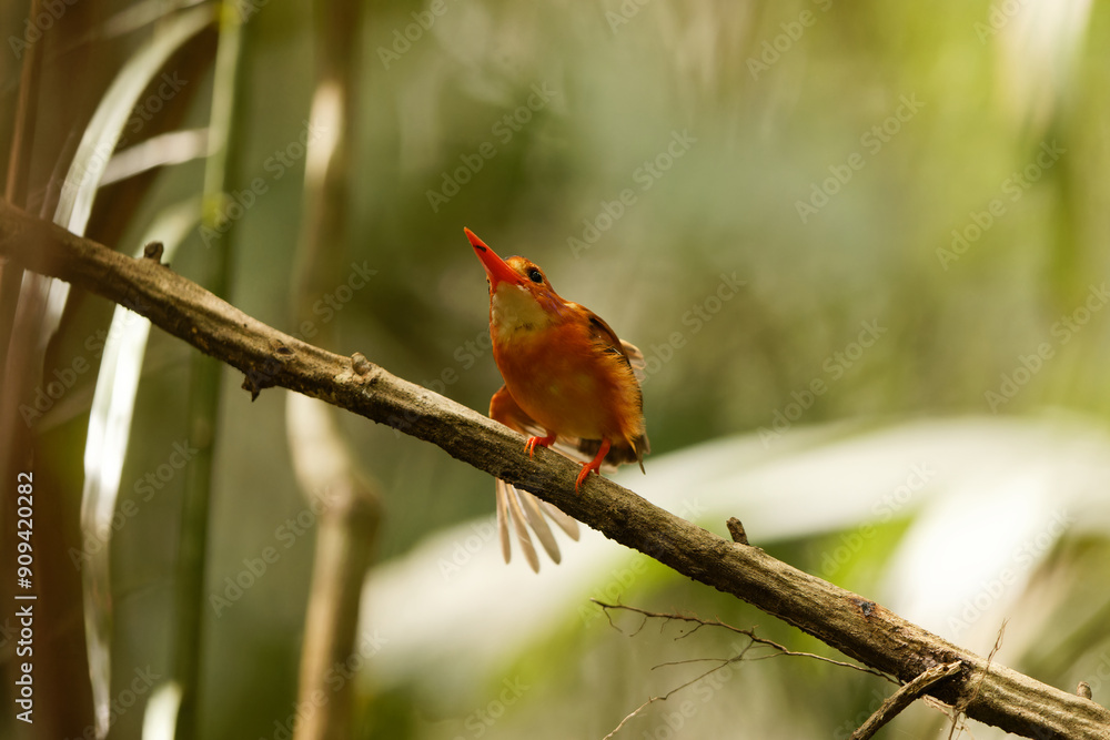 Εκτύπωση καμβά The Sulawesi dwarf kingfisher (Ceyx fallax) is a species of bird in the family Alcedinidae that is endemic to Sulawesi island, Indonesia