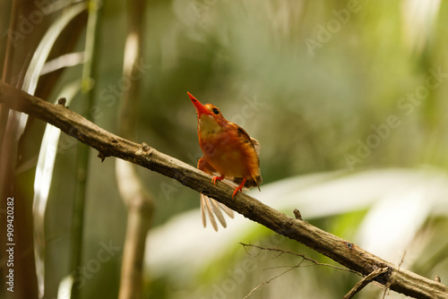 The Sulawesi dwarf kingfisher (Ceyx fallax) is a species of bird in the family Alcedinidae that is endemic to Sulawesi island, Indonesia. photo