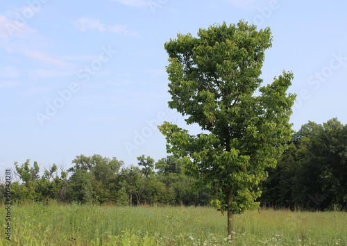 Single tree in a meadow at the Linne Woods restored tallgrass prairie in Morton Grove, Illinois photo