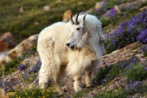Mountain Goat on the rocky mountains side of wildflowers in the Rocky Mountain Beartooth Range in Wyoming, USA