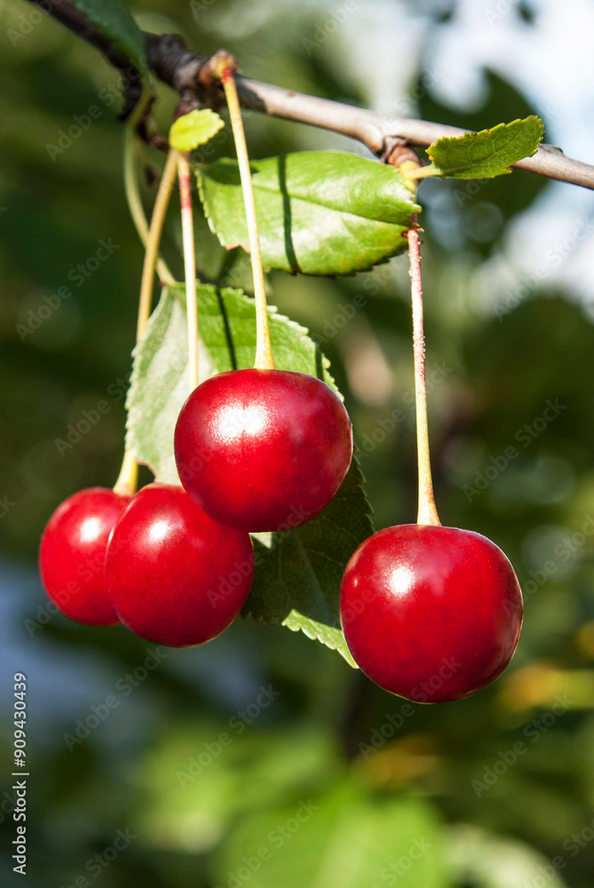 Obraz premium red cherries on a branch with raindrops