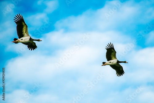 Pair of Magpie goose in flight above Berrinba Wetlands in Browns Plains, Queensland. photo