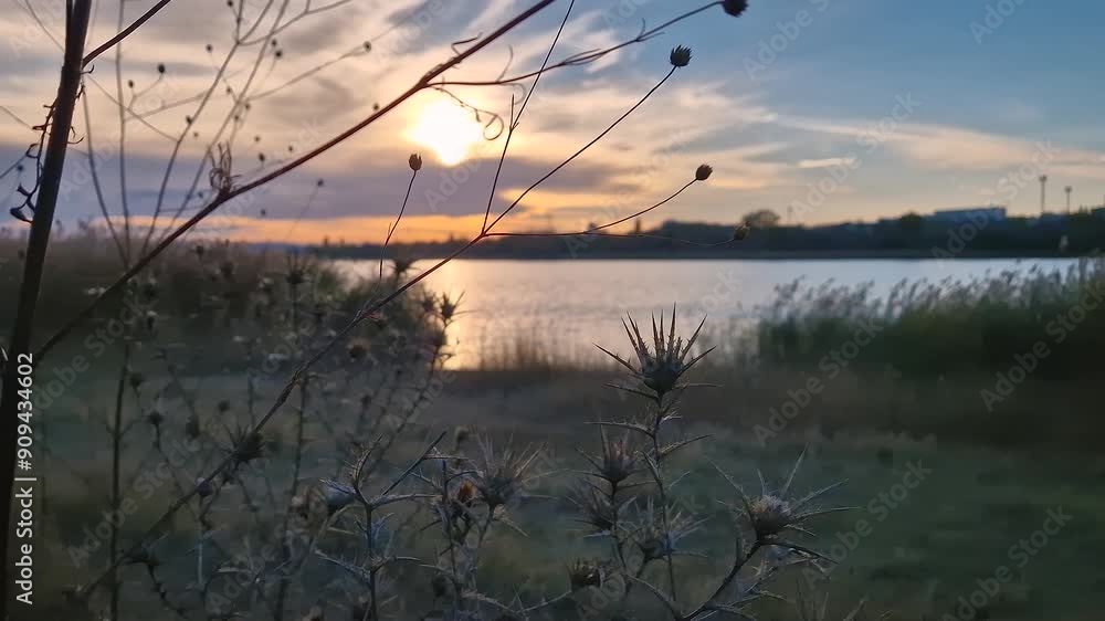 Countryside sundown scene with a dry yellow star thistle in the foreground and a lake with golden reed in the background Countryside sundown scene with a dry yellow star thistle in the foreground and a lake with golden reed in the background