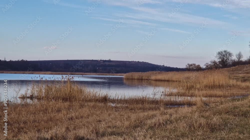 Picturesque view at the lake in a late autumn day with golden reed vegetation near the calm water Picturesque view at the lake in a late autumn day with golden reed vegetation near the calm water
