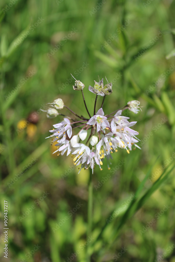 Φωτογραφία Nodding onion wildflower at Iroquois Woods in Park Ridge, Illinois