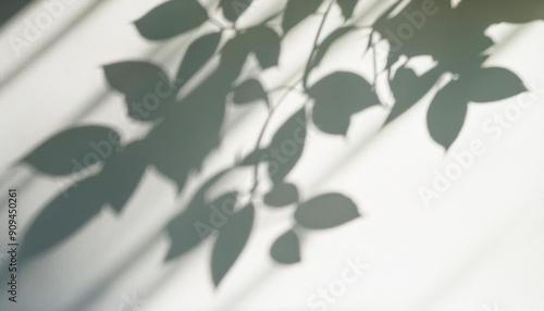 Leaves and window pane shadow overlay effect on white background; natural light; abstract image concept