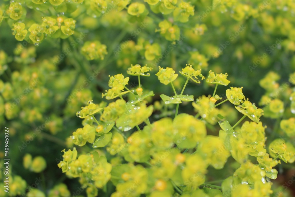 field of yellow flowers