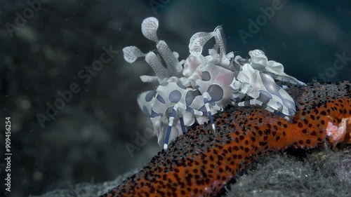 A close-up of two spotted shrimp sitting on a red starfish they are feeding on. Harlequin shrimp (Hymenocera picta) Hymenoceridae, 5 cm. White with big pink spots. photo