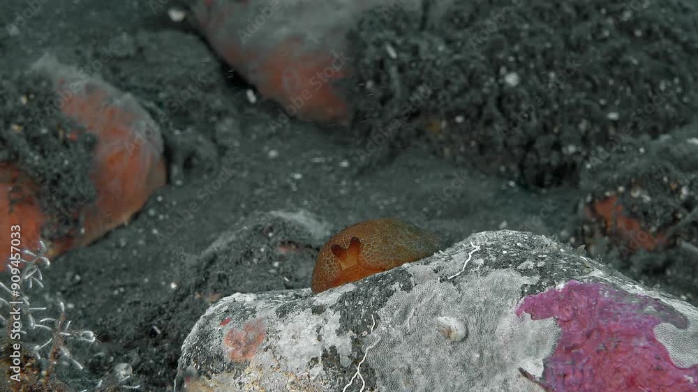 A yellow nudibranch quickly crawls along a stone lying on the sea floor. Variable Pleurobranch (Pleurobranchus varians) 60 mm. Coloration variable, orange-red with scattered white pigment patches. A yellow nudibranch quickly crawls along a stone lying on the sea floor. Variable Pleurobranch (Pleurobranchus varians) 60 mm. Coloration variable, orange-red with scattered white pigment patches.