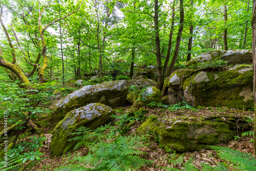 Moss-Covered Boulders and Green Foliage in Forest Moss-Covered Boulders and Green Foliage in Forest
