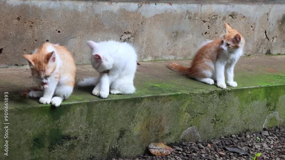 Three kittens sitting in a row and grooming. One white kitten and ginger kittens. Three kittens sitting in a row and grooming. One white kitten and ginger kittens.