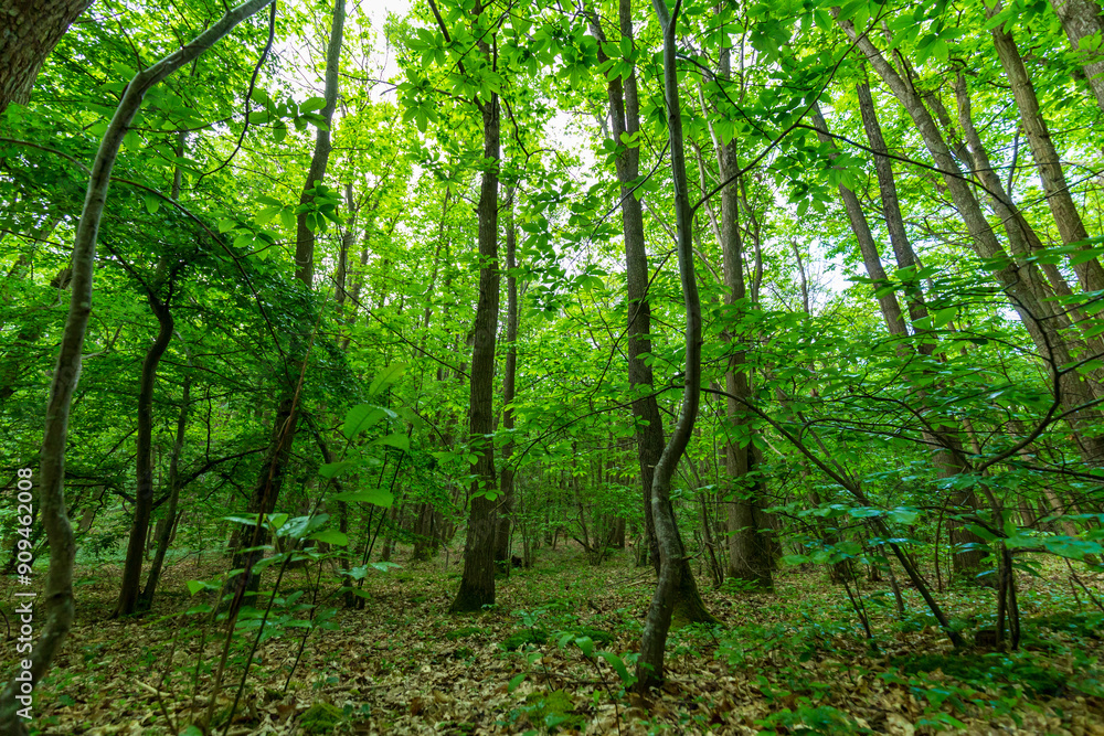 Dense Forest with Tall Trees and Green Underbrush Dense Forest with Tall Trees and Green Underbrush