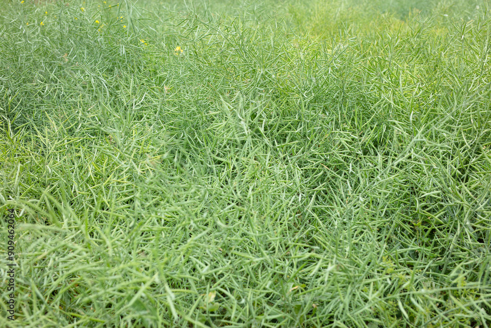 The rapeseed crops are still green plants The rapeseed crops are still green plants