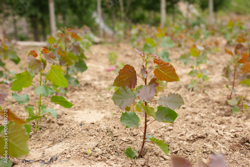 Poplar seedlings in cultivation outdoors