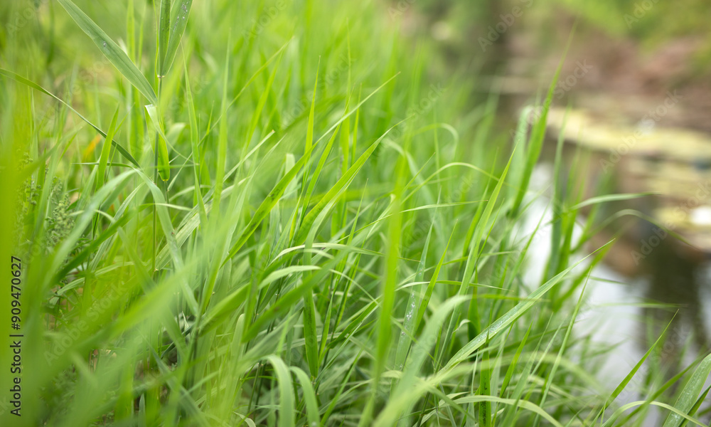 lush water grass by the river lush water grass by the river