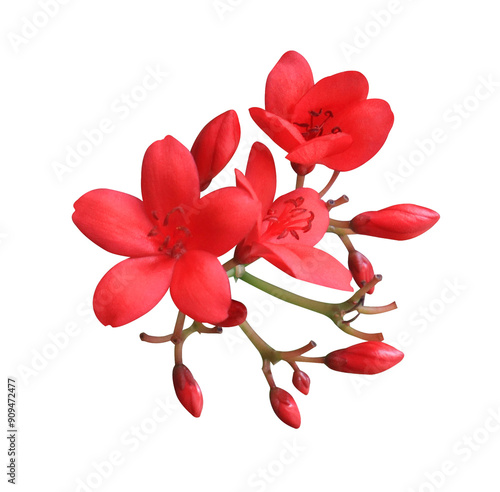 Peregrina or Spicy Jatropha or Jatropha integerrima flowers. Close up red flowers bouquet isolated on transparent background photo