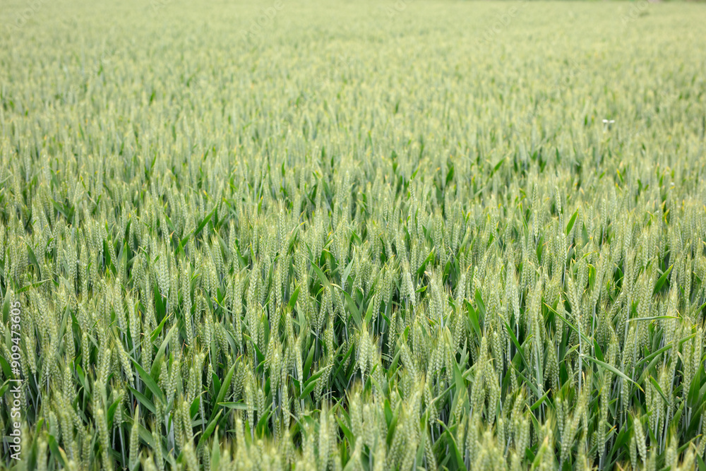 A large wheat field about to mature A large wheat field about to mature