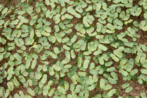 Cultivated cotton seedlings in farmland photo