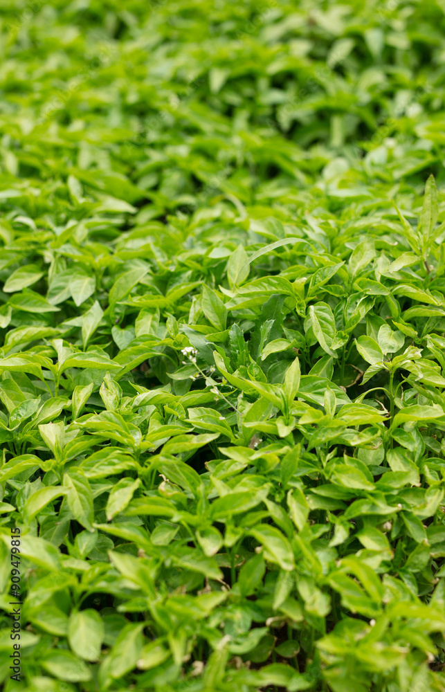 Cultivated pepper seedlings are growing vigorously Cultivated pepper seedlings are growing vigorously