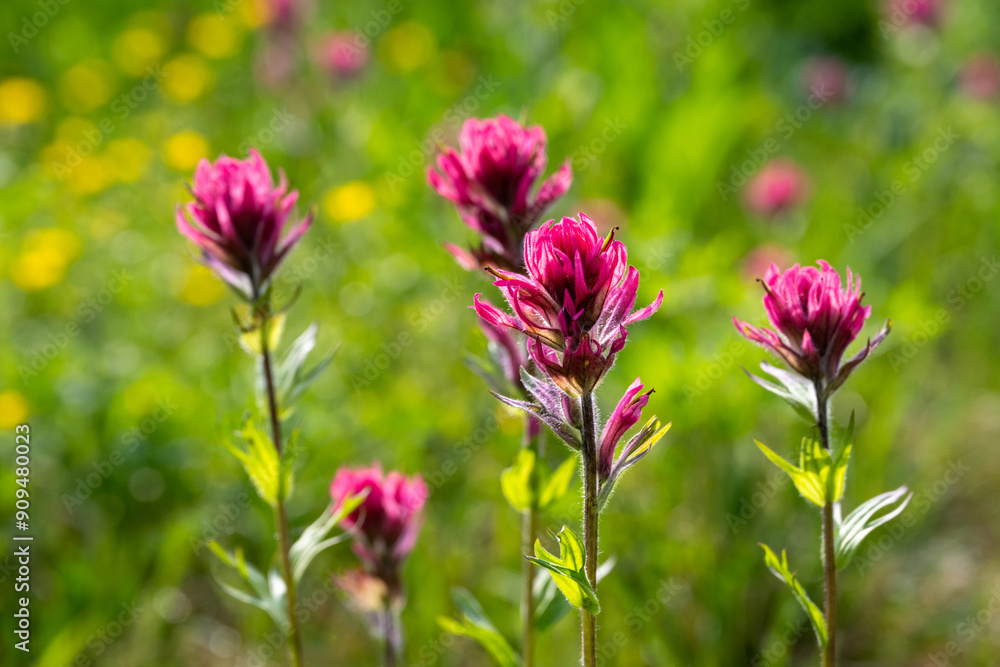 Closeup of pink flowers of Magenta Paintbrush backlit by the sun blooming in a subalpine meadow, Paradise area in Mount Rainier National Park, outdoor recreation in nature on a sunny summer day
Closeup of pink flowers of Magenta Paintbrush backlit by the sun blooming in a subalpine meadow, Paradise area in Mount Rainier National Park, outdoor recreation in nature on a sunny summer day