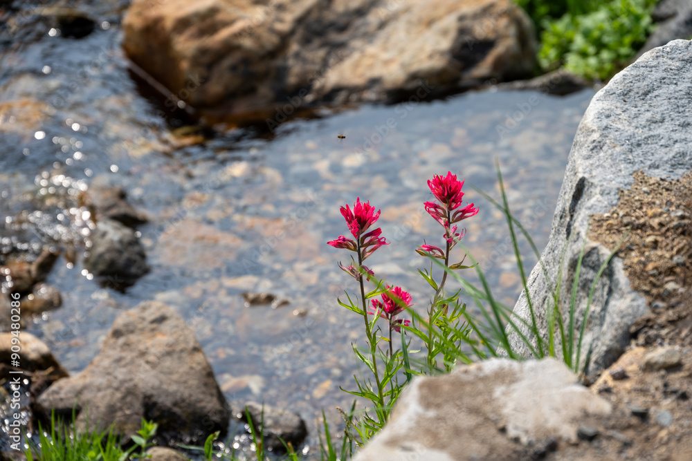 Φωτογραφία Closeup of pink flowers of Magenta Paintbrush with the water of dead horse creek