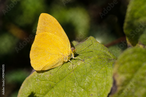 Close up photograph of a sulphur butterfly on a green leaf. blurred background with space for copy. photo