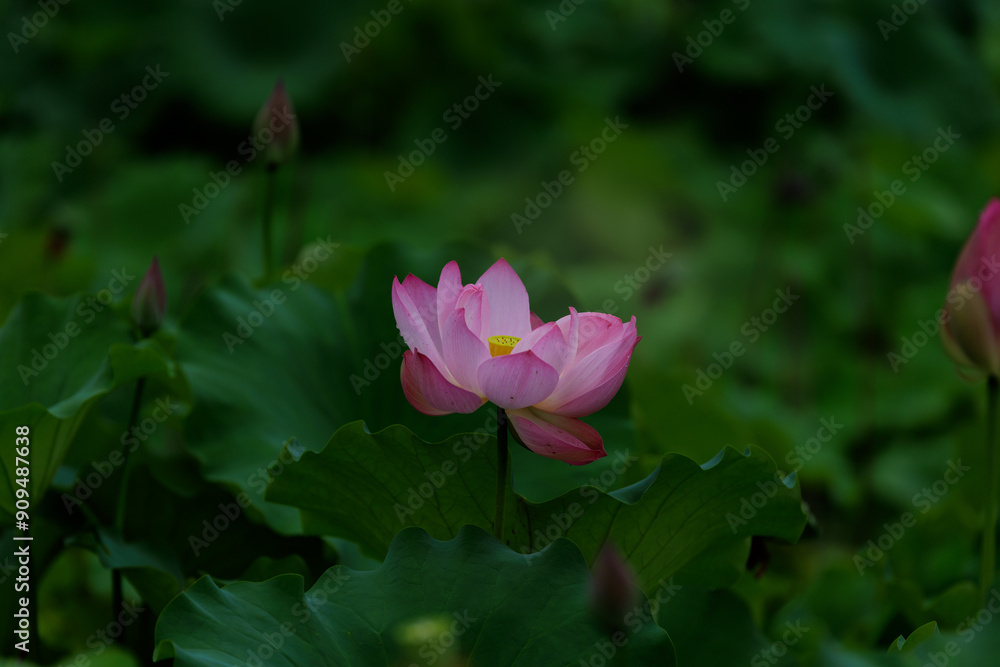 Fototapeta premium 蓮の花