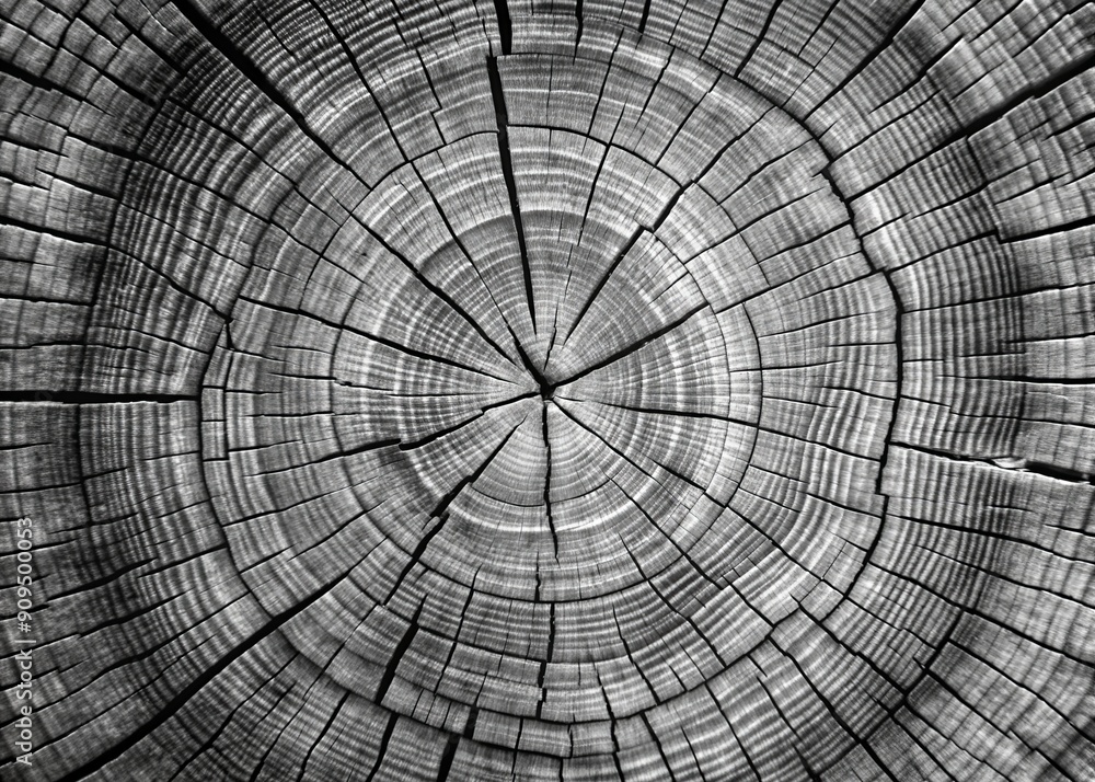 Weathered gray tree stump close-up in black and white, highlighting intricate age rings and natural grain patterns, evoking a sense of aged organic beauty. Weathered gray tree stump close-up in black and white, highlighting intricate age rings and natural grain patterns, evoking a sense of aged organic beauty.
