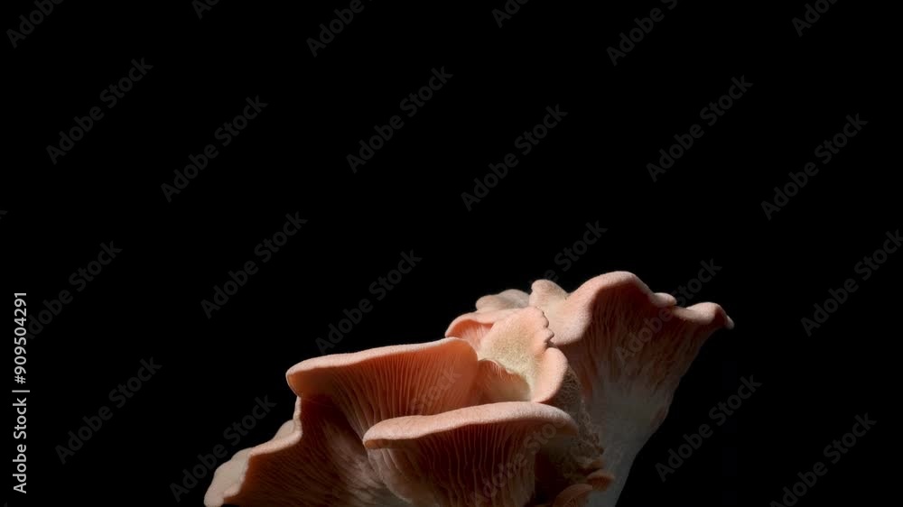 Growing pink oyster mushrooms rising from soil time lapse 4k footage. Growing pink oyster mushrooms rising from soil time lapse 4k footage.