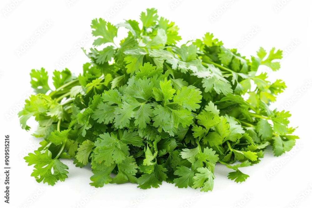 Parsley Herb Isolated on White Background with Clipping Path. Fresh Green Herb for Cooking. Parsley Herb Isolated on White Background with Clipping Path. Fresh Green Herb for Cooking.
