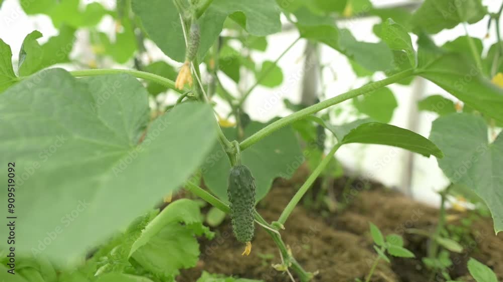 Close-up of a young cucumber growing on the vine in a greenhouse, surrounded by green leaves and soil. This image highlights the early stages of vegetable growth in a controlled environment. Close-up of a young cucumber growing on the vine in a greenhouse, surrounded by green leaves and soil. This image highlights the early stages of vegetable growth in a controlled environment.