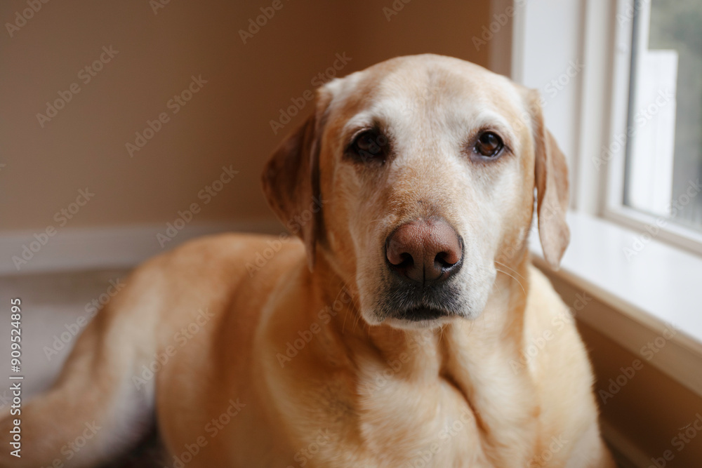 Close-Up Of A Golden Dog Lounging By The Window Inside A Cozy Home Close-Up Of A Golden Dog Lounging By The Window Inside A Cozy Home