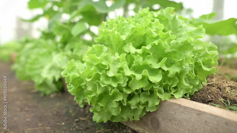 Close-up of vibrant green lettuce growing in a raised bed, showcasing healthy and lush growth in a greenhouse environment. Perfect for themes of organic farming, gardening, and fresh produce. Close-up of vibrant green lettuce growing in a raised bed, showcasing healthy and lush growth in a greenhouse environment. Perfect for themes of organic farming, gardening, and fresh produce.