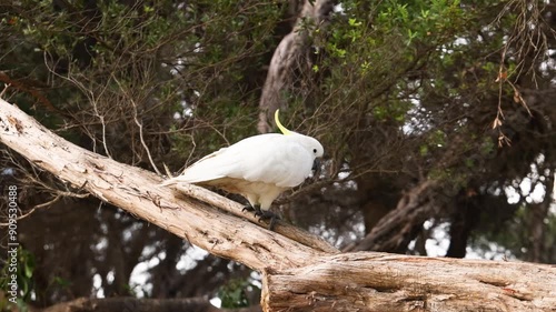 Cockatoo on Tree Branch