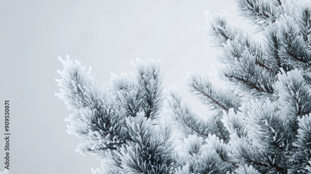 Snow-covered pine branches in winter, close-up. Nature and cold weather concept Snow-covered pine branches in winter, close-up. Nature and cold weather concept