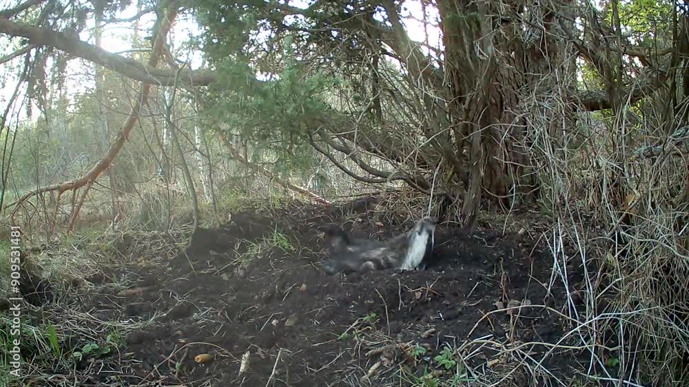 European badger (Meles meles) scratches itself. Estonia. European badger (Meles meles) scratches itself. Estonia.